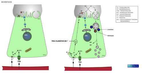 biosintesis T3/T4 1