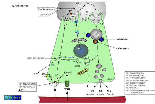 biosíntesis de HT -2