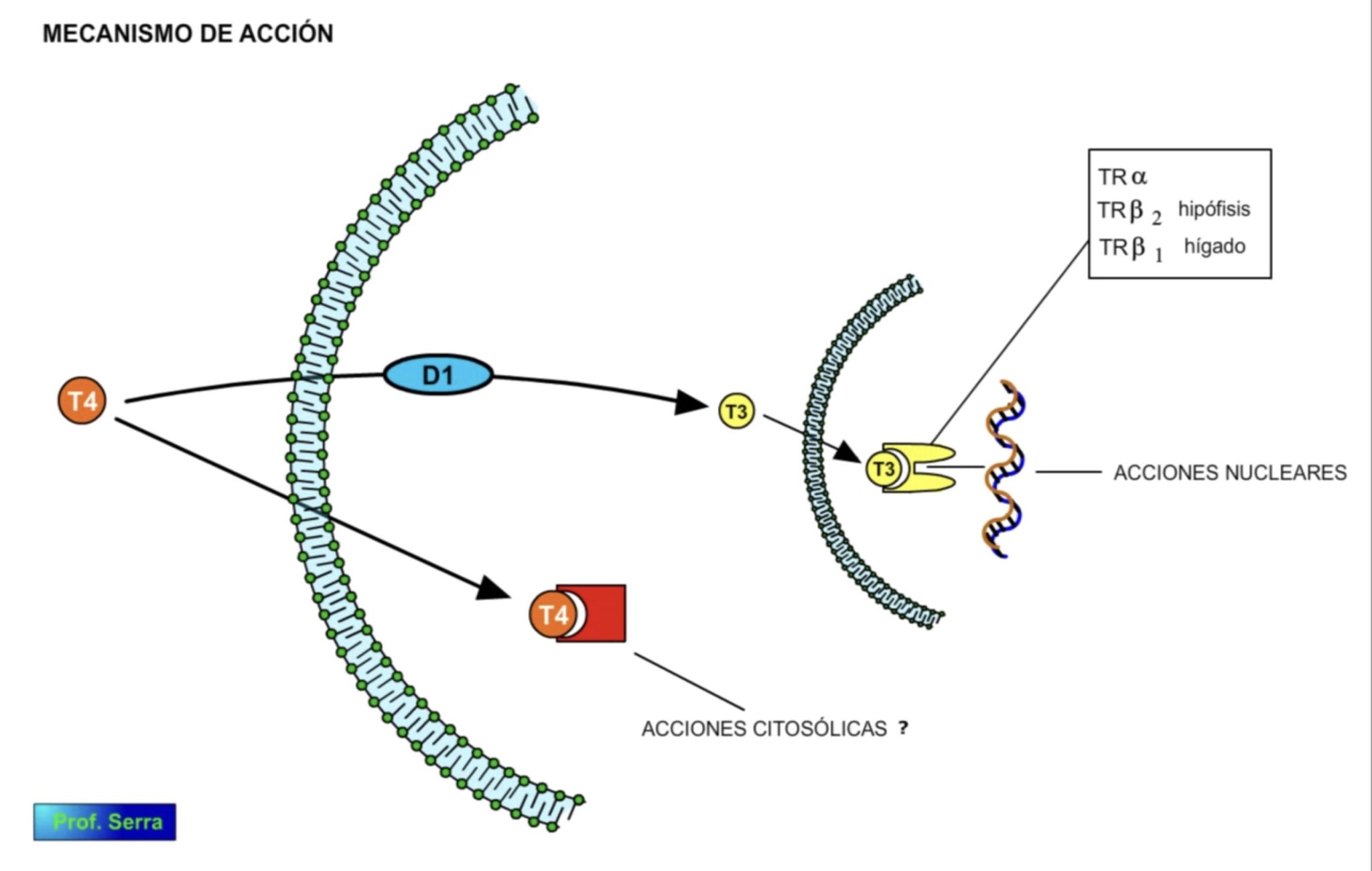 receptor de la hormona tiroidea