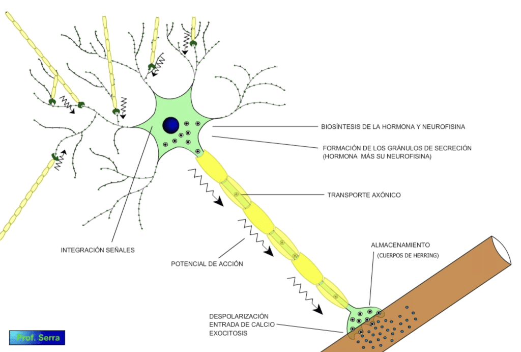 biosíntesis ADH