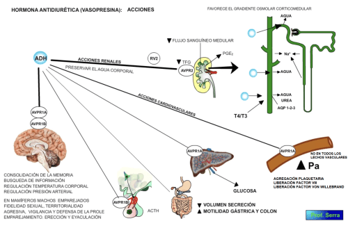 Acciones de la ADH