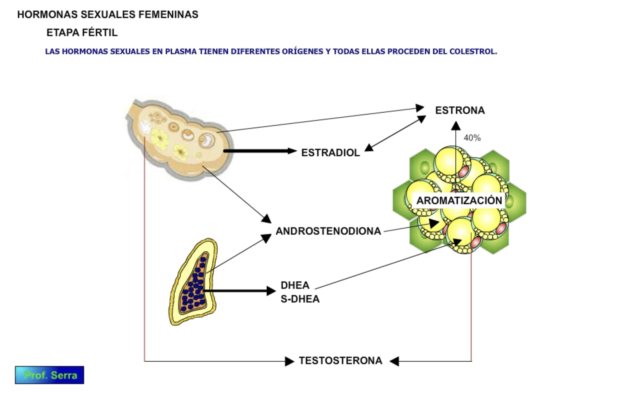 Eje Hormonal Sexual Femenino Webfisio 7645