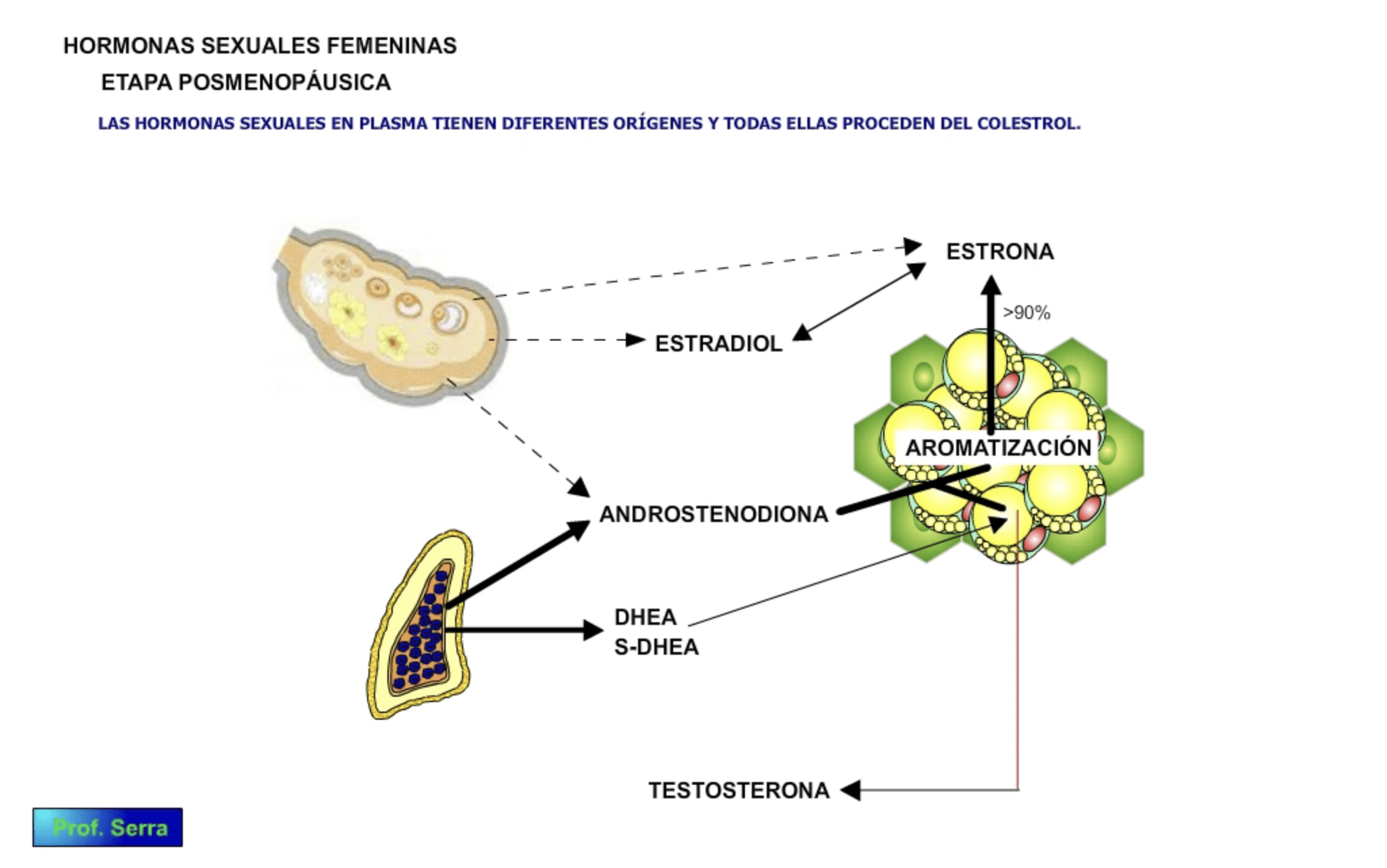 Eje Hormonal Sexual Femenino Webfisio 6341