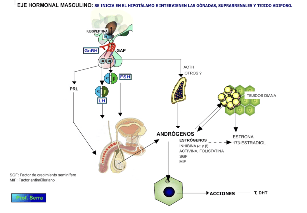 eje hormonal masculino