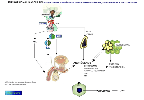 eje hormonal masculino
