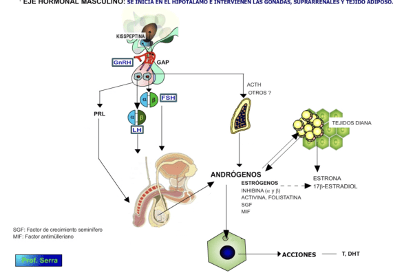 eje hormonal masculino