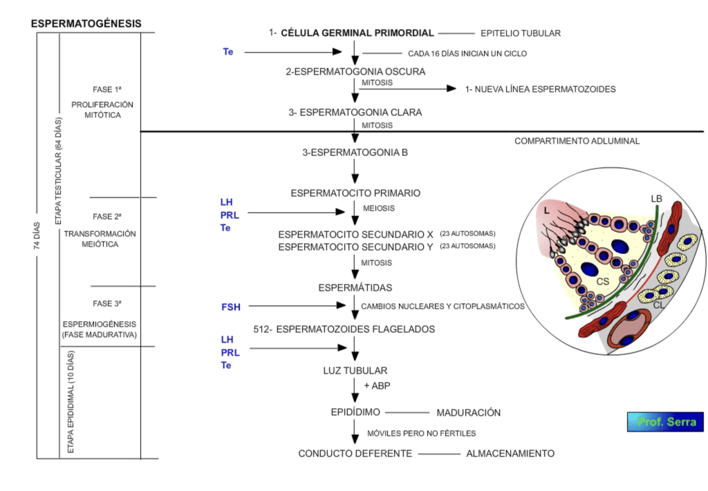 espermatogénesis