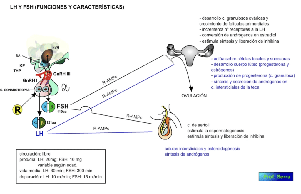 Lhfsh Webfisio 8663