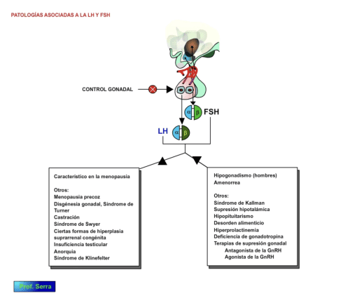 Alteraciones en la secreción de la LH/FSH