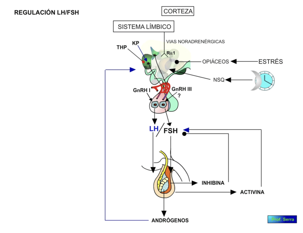 regulación en el hombre de la lh y fsh