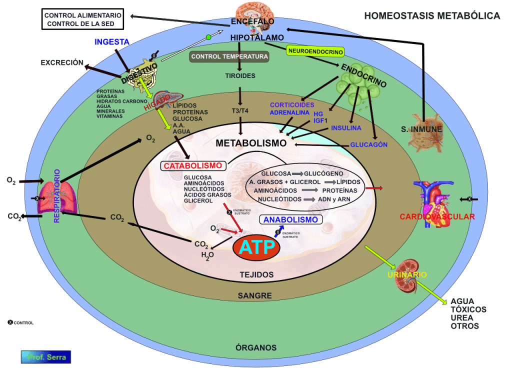 homeostasis metabólica