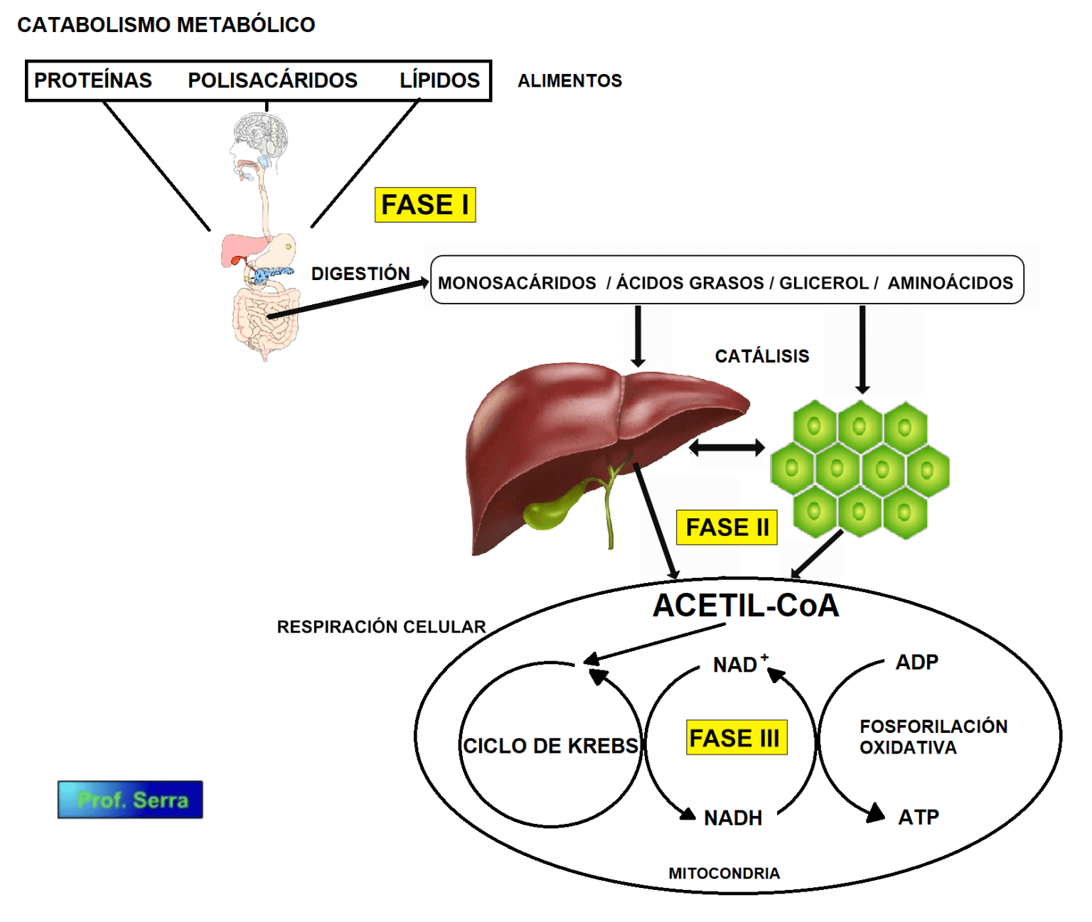 Metabolismo EnergÉtico Webfisio 4444