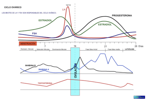 ciclo ovárico 3