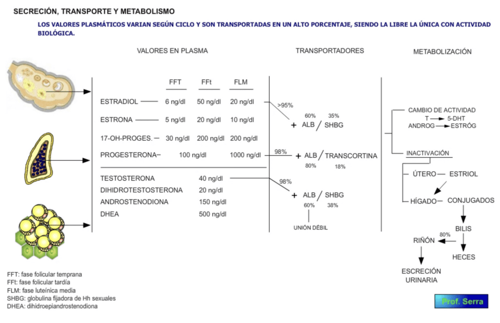 transporte estrógenos