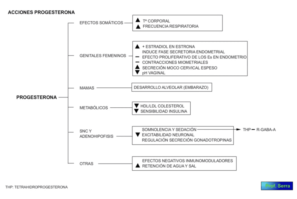 acciones progesterona