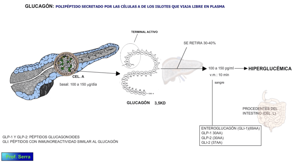 biosíntesis y del glucagón