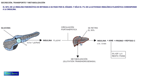 secreción y transporte insulina