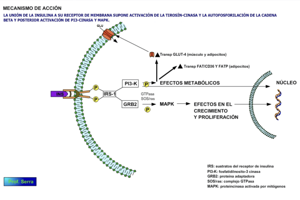 mecanismo acción insulina 1
