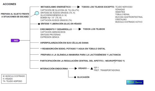 acciones insulina