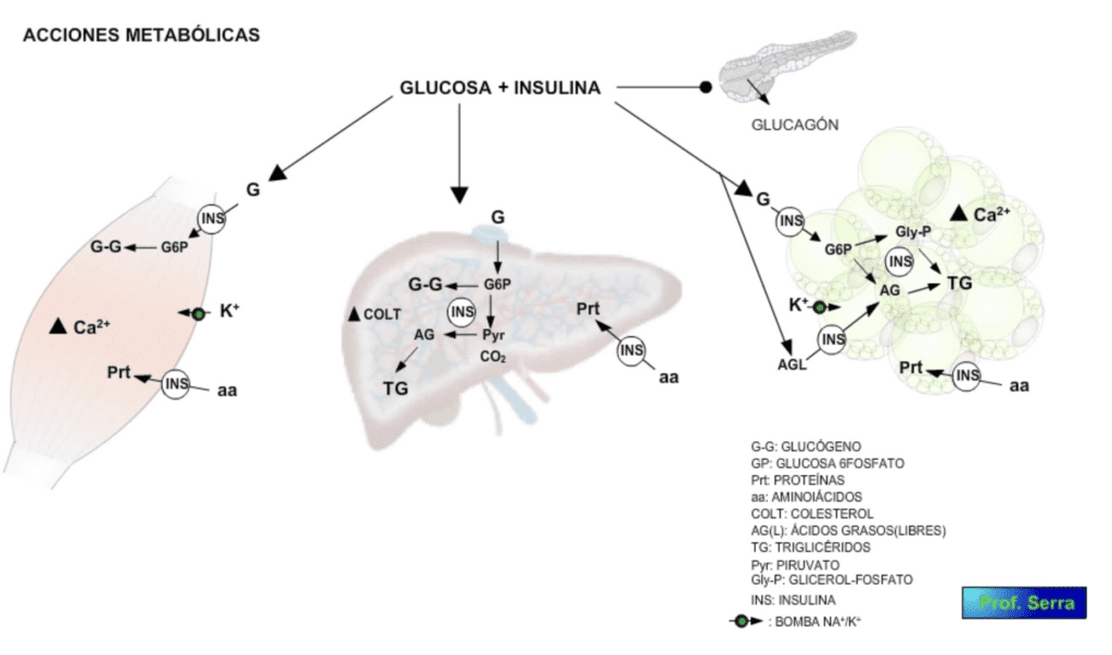 acciones metabolismo carbohidratos