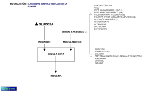 regulación insulina