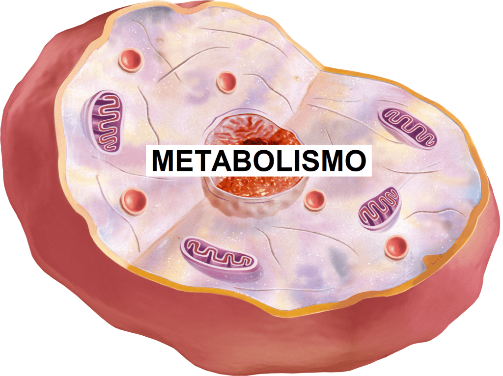 Metabolismo Webfisio 7559