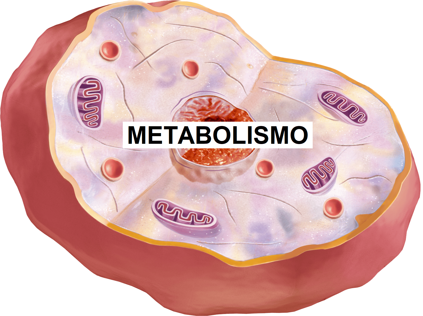 metabolismo celular