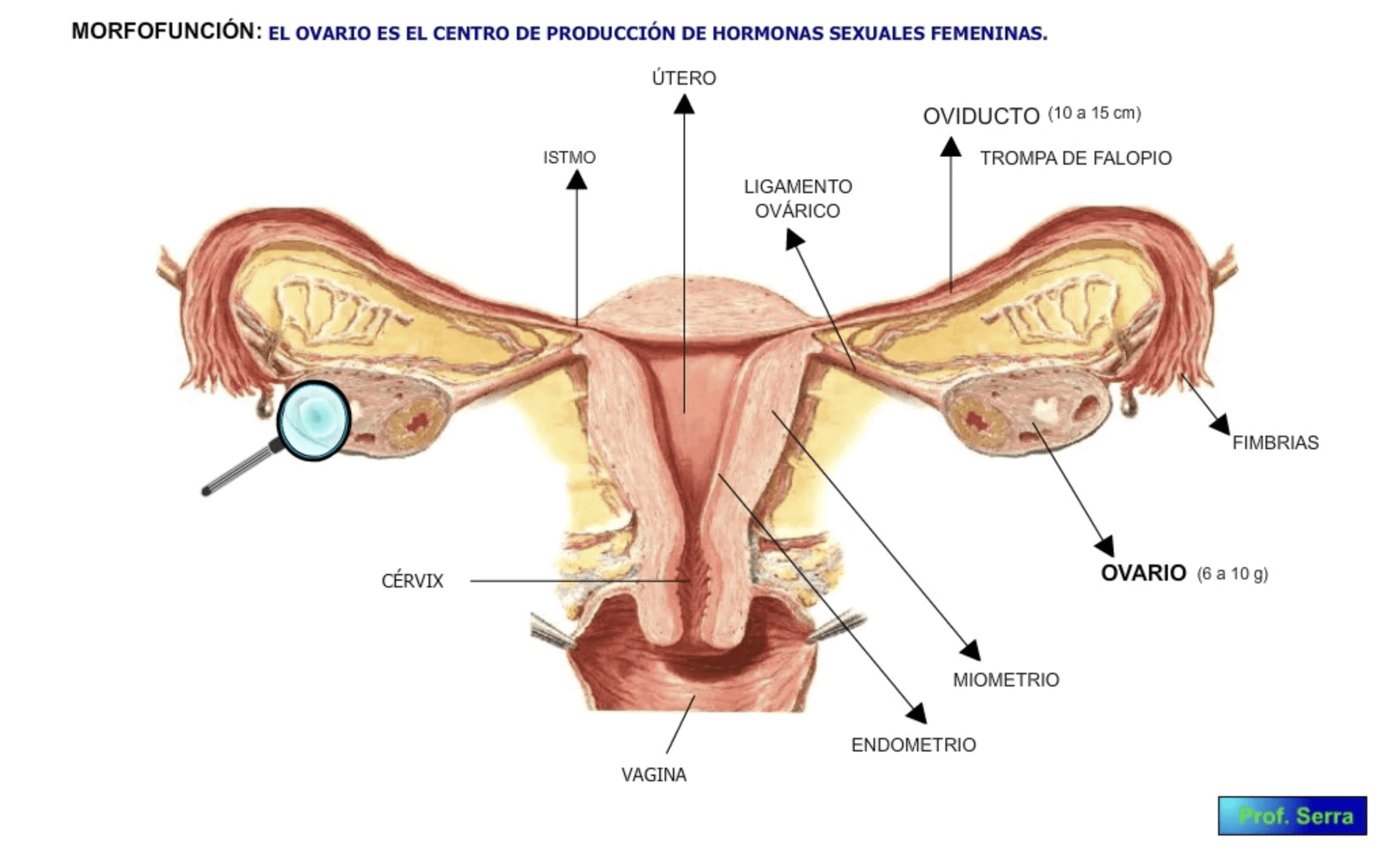 Eje Hormonal Sexual Femenino Webfisio 4598