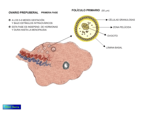 ovario prepuberal 2