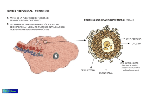 ovario prepuberal 3