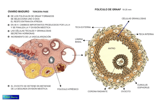 ovario maduro 2