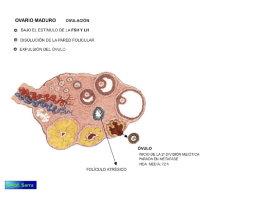 ovario maduro 3