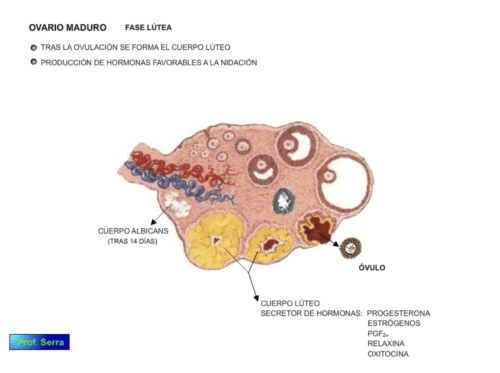 ovario maduro 4