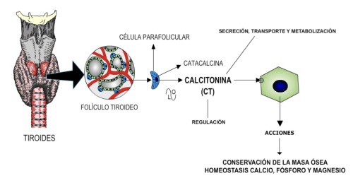 Calcitonina