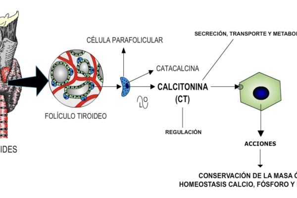 Calcitonina