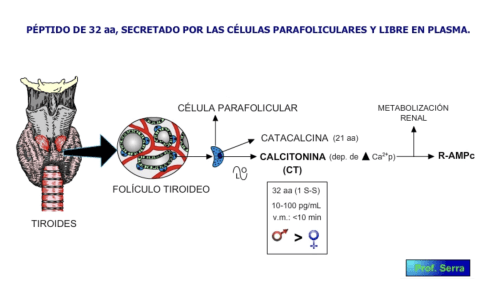 Biosíntesis, secreción y niveles plasmático de la calcitonina.