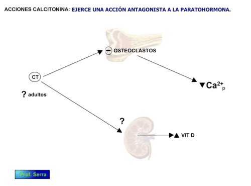 Acciones de la CT