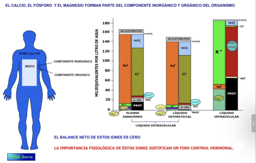 homeostasis calcio, fósforo y magnesio