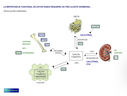 Homeostasis del calcio, fósforo y magnesio