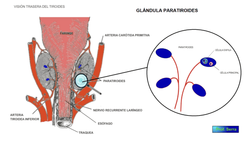 parathormona