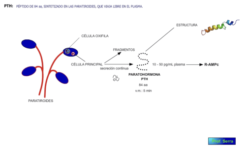 biosíntesis pth