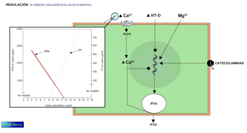 Regulación de la PTH