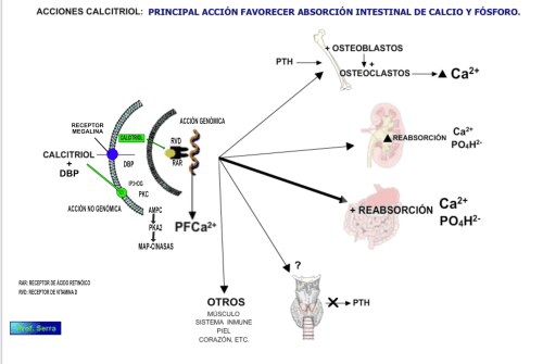 acciones del calcitriol