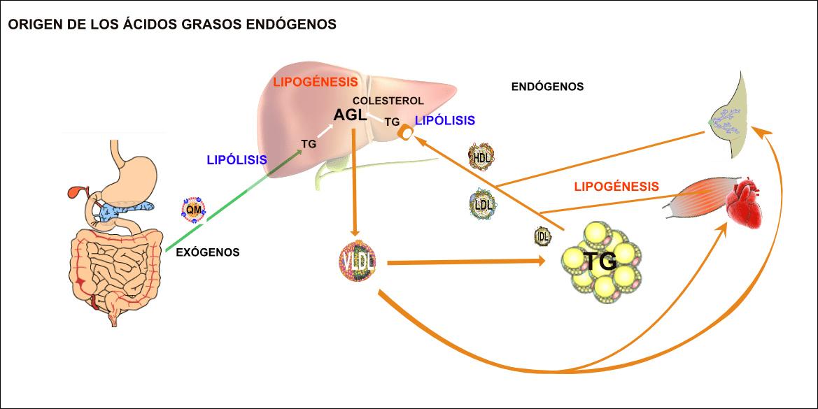Metabolismo De Los LÍpidos Webfisio 9505