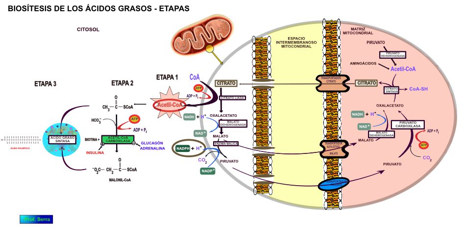 METABOLISMO DE LOS L PIDOS WebFisio