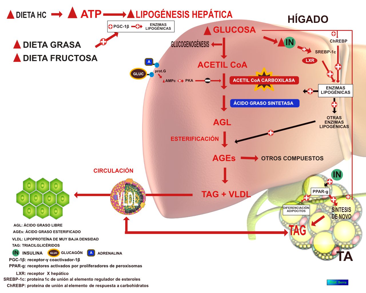 METABOLISMO DE LOS L PIDOS WebFisio