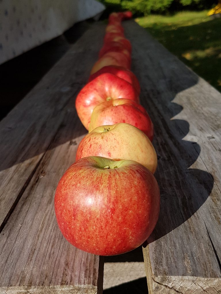 Äpplen från egen trädgård i lång rad som görs gott mos eller äppelpaj av.