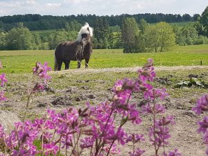 Islandshäst och lila vildblomster ger fin harmoni i denna sommarvy.
