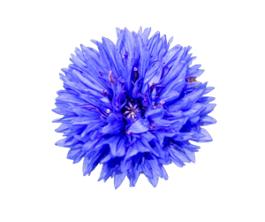 Blauw bloem