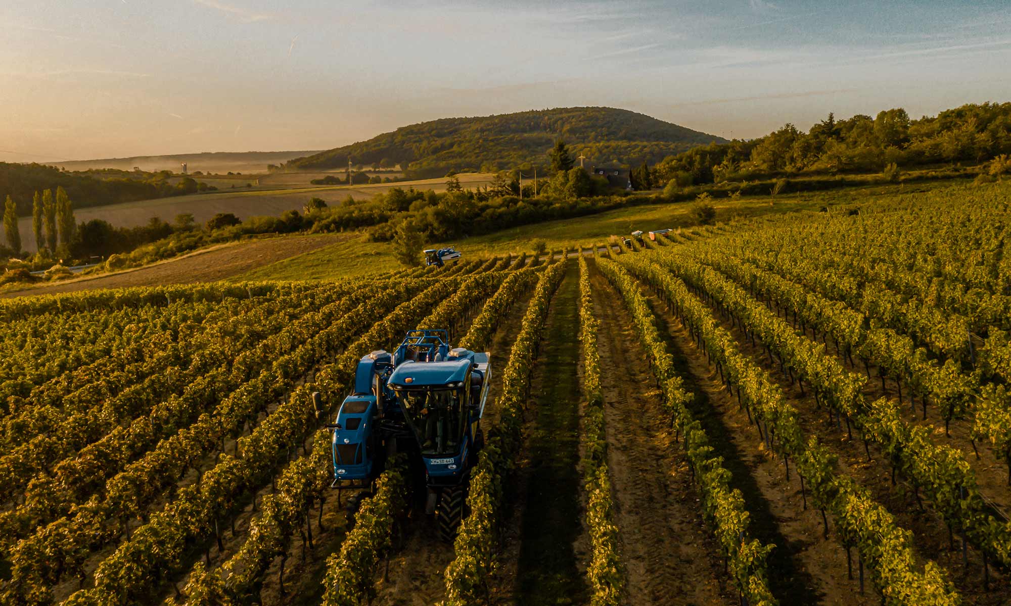 HERBST WEINLESE 2018